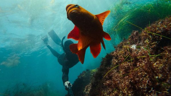 GoPro Uzatma Kolu + Suya Dayanıklı Uzaktan Kumanda